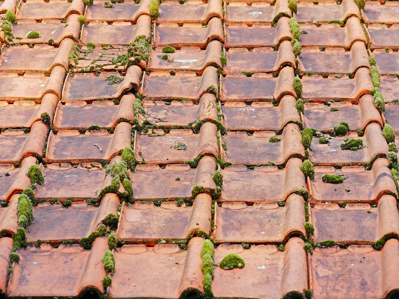 old roof, roof tiles, barn, moss, roof, brick, vegetation, mossy old, roofing, old roof, roof tiles, roof tiles, roof tiles, roof, roof, roof, roof, roof, roofing